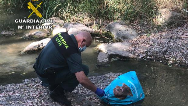 Investigan a un hombre por arrojar a tres galgos al río Guadaíra