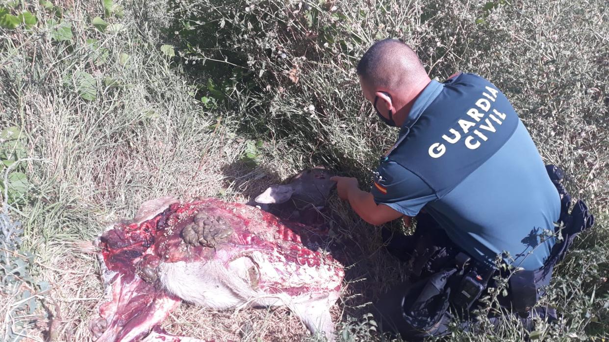 Detenidos en Benalup cuatro cazadores furtivos