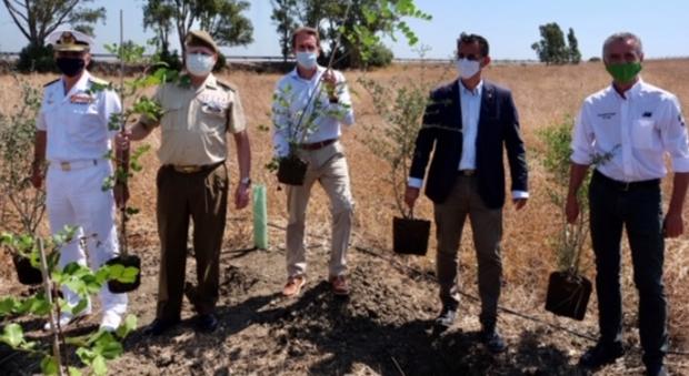 La Fundación Iberdrola España reforesta el Campo de Adiestramiento de la Sierra del Retín en Barbate