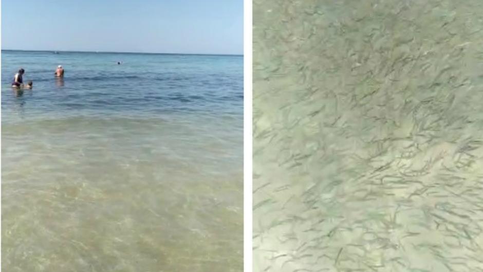 Vídeo: Un banco de miles de peces llega a la orilla de Santa María del Mar, en Cádiz