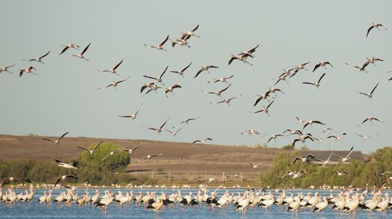 Cigüeñas blancas en el humedal