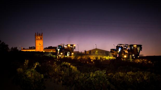 Bodegas Fundador apuesta por la vendimia nocturna y arranca su campaña en el pago de Macharnudo