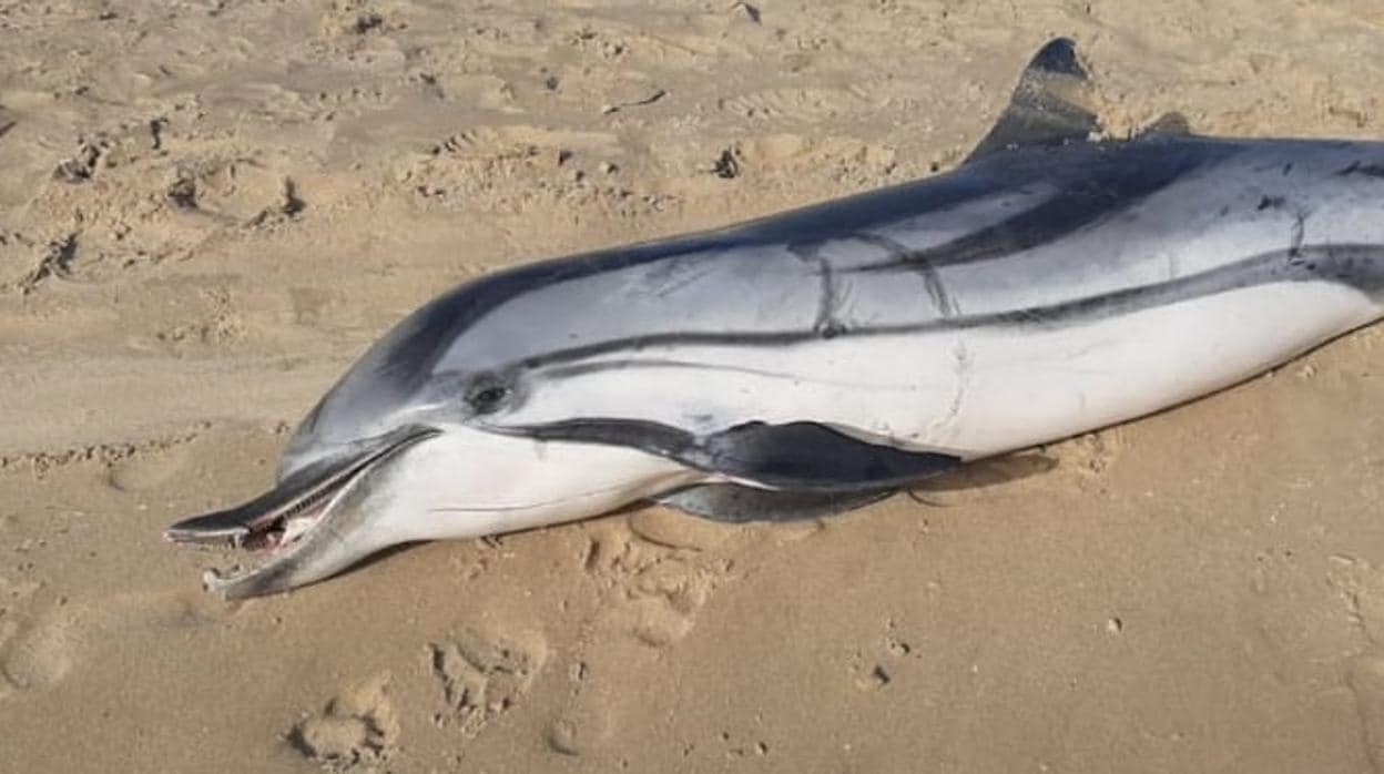 Imagen del delfin muerto en la playa de Cortadura en Cádiz