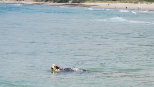 Sparrow, la tortuga boba liberada en Cádiz, cruza el Mediterráneo