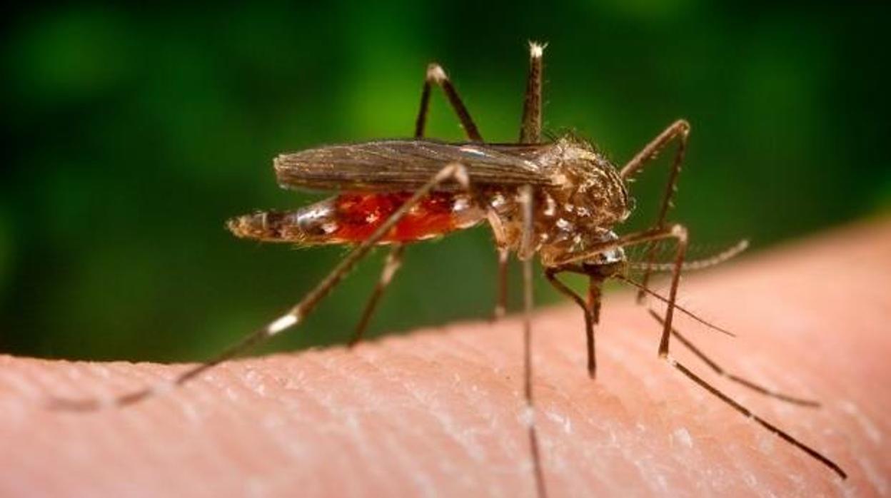 Un ejemplar del mosquito asiático