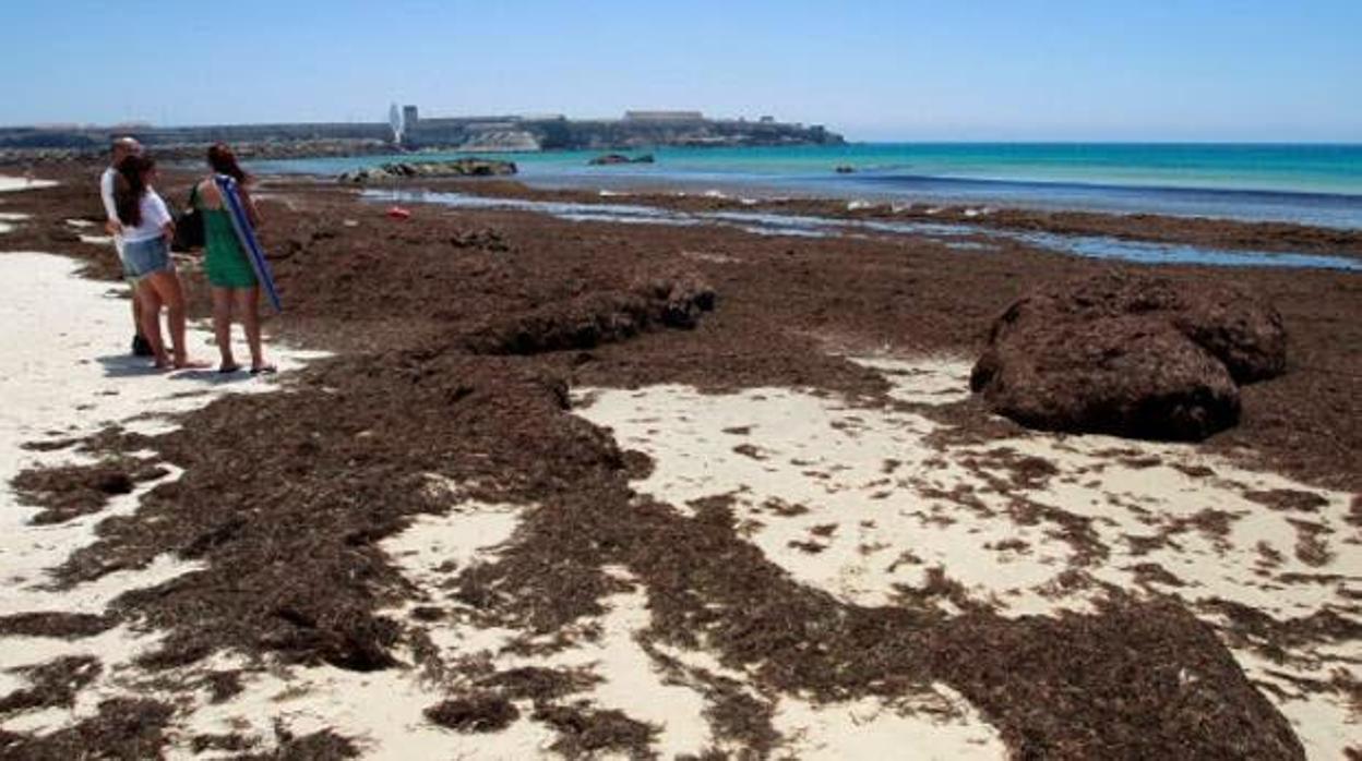 Imagen de archivo del alga invasora en la costa gaditana.