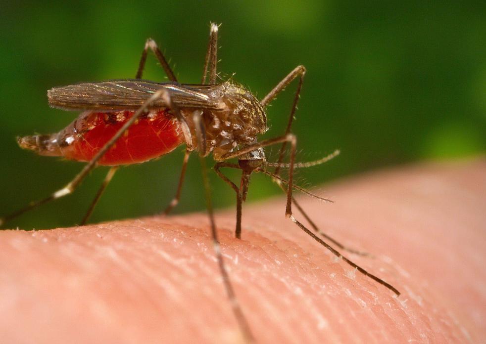 El mosquito es el transmisor del virus del Nilo