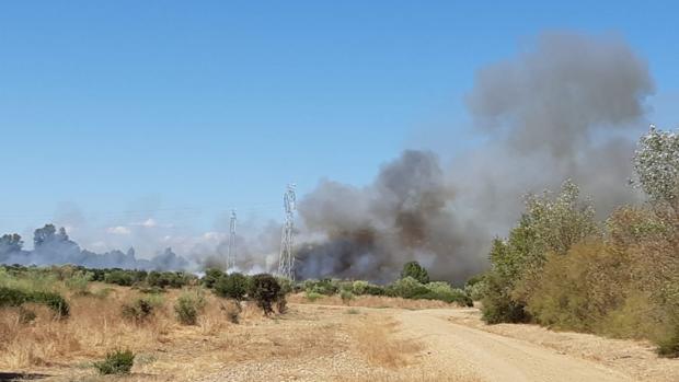 El Infoca trabaja en un incendio forestal en el Corredor Verde del Guadiamar de Sanlúcar La Mayor