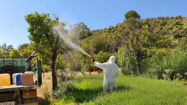 El virus del Nilo alcanza a Sevilla Este, con uno de los 45 casos declarados por la picadura del mosquito