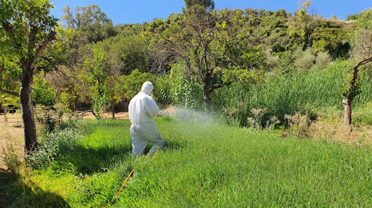 Taresas de fumigación en una zona verde de Gelves