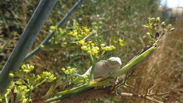 El zoo de Jerez libera 11 crías de camaleón nacidas tras una incubación artificial