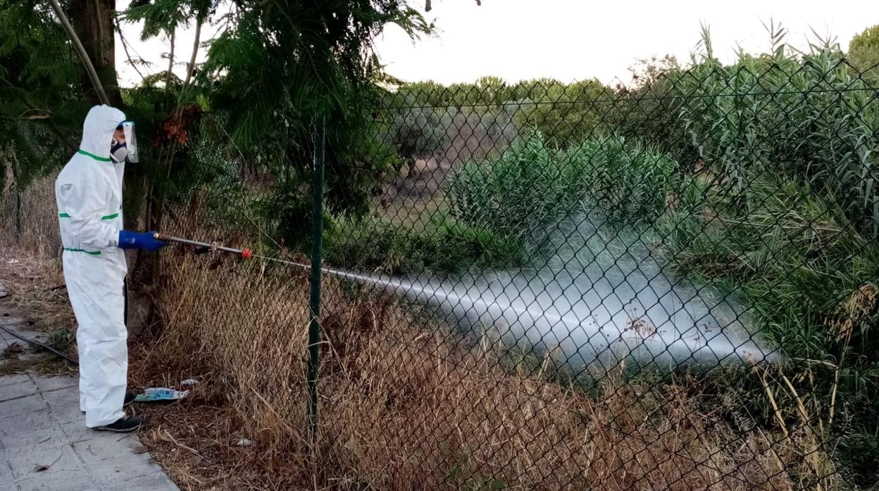 Un operario desinfecta una zona verde en Palomares del Río