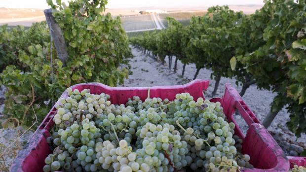 Pedro Ximénez, el romance de la uva y el sol de la campiña gaditana