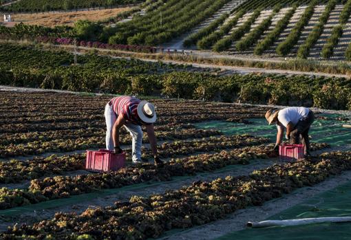 Pedro Ximénez, el romance de la uva y el sol de la campiña gaditana