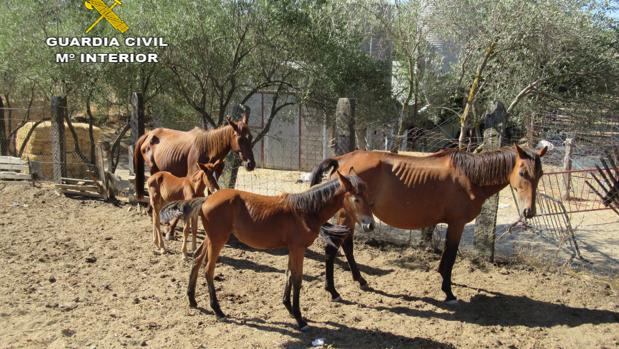 Encuentran a 28 caballos desnutridos y en evidente estado de abandono en Sevilla