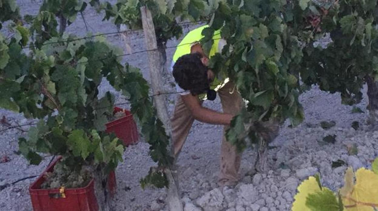 El Marco de Jerez cierra una vendimia «corta» con una producción final de 53,4 millones de kilos de uva