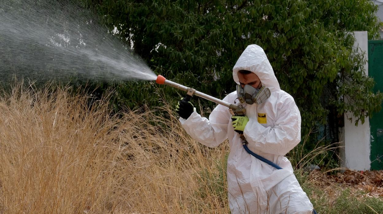 El Ayuntamiento de Cádiz adoptará medidas contra el virus del Nilo