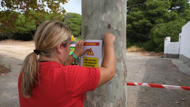 El Ayuntamiento de Barbate fumigará contra los mosquitos ante los casos de fiebre del Nilo