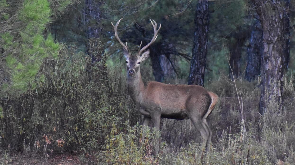 Ejemplar de ciervo macho en Sierra Morena