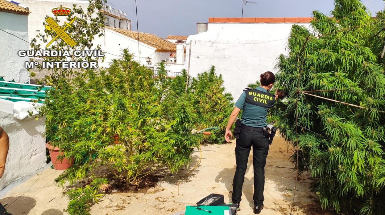 Un agente de la Guardia Civil en el interior de la casa okupada con la plantación de marihuana