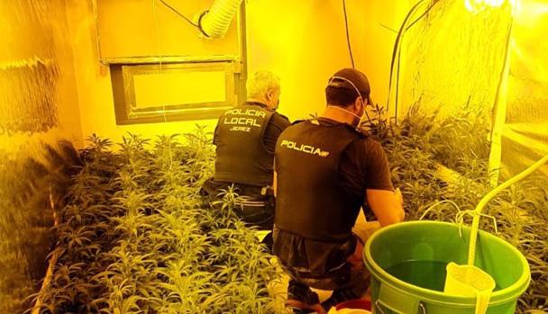 Detenidas cuatro personas con plantaciones de marihuana en viviendas protegidas en Jerez