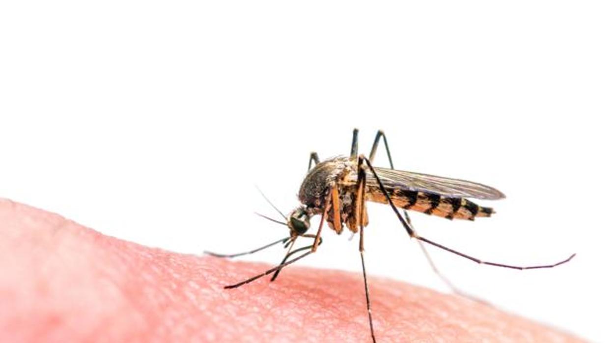 Ejemplar del mosquito común, que ha provocado la fiebre del Nilo este verano en la provincia de Sevilla