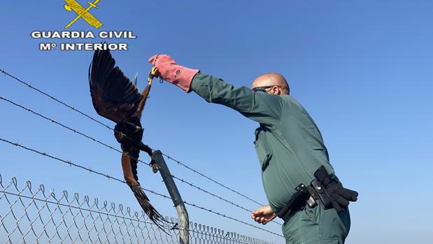 La Guardia Civil recupera un halcón atrapado en una valla metálica en La Rinconada
