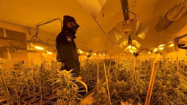 Detenido con dos plantaciones de marihuana en una vivienda del poblado de Doña Blanca