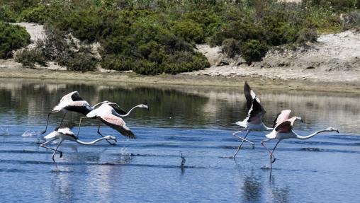 Flamencos en el parque de Los Toruños.