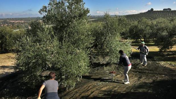 Detenido en Pino Montano un capataz de finca por apropiarse del dinero de la cuadrilla