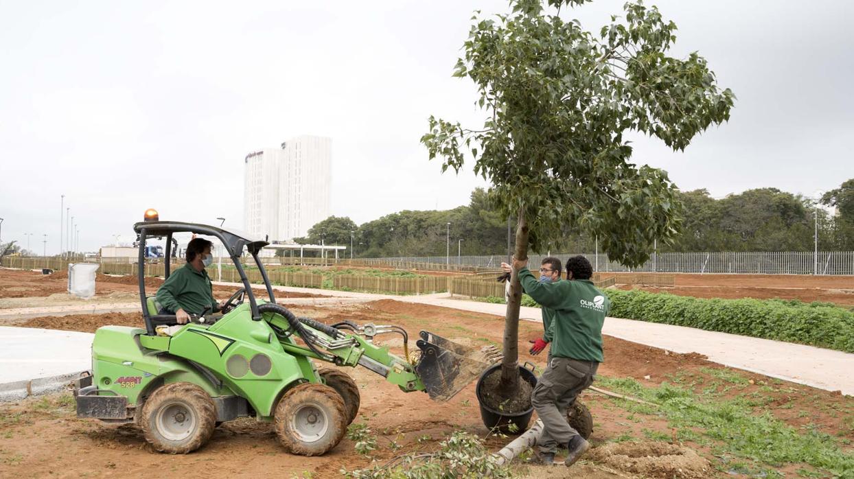 Tres operarios plantan un ejemplar de Braquiquito en el Parque Central de Mairena del Aljarafe