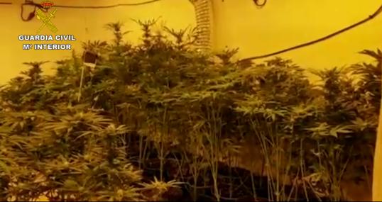 La plantación de marihuana que tenía uno de los detenidos en su casa