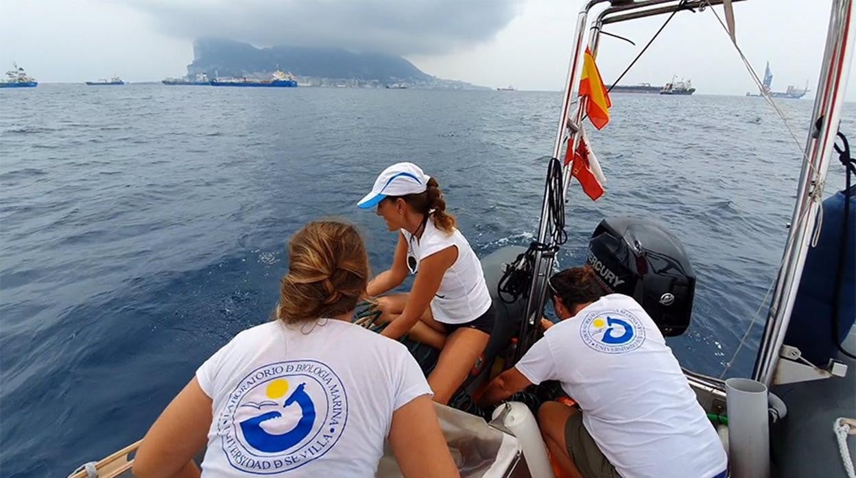 Los expertos apuestan porque se acote un área de seguridad en el Estrecho para proteger a los delfines