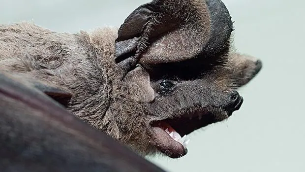 Identifican una nueva especie de murciélago en el parque de Los Toruños