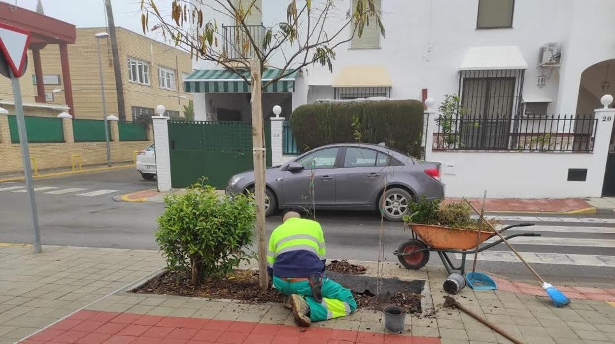 Un operario municipal de Brenes cuidando un árbol