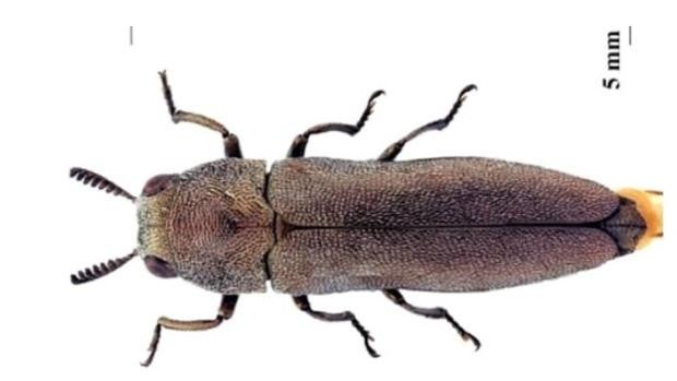 Conoce el nuevo insecto descubierto en Cádiz