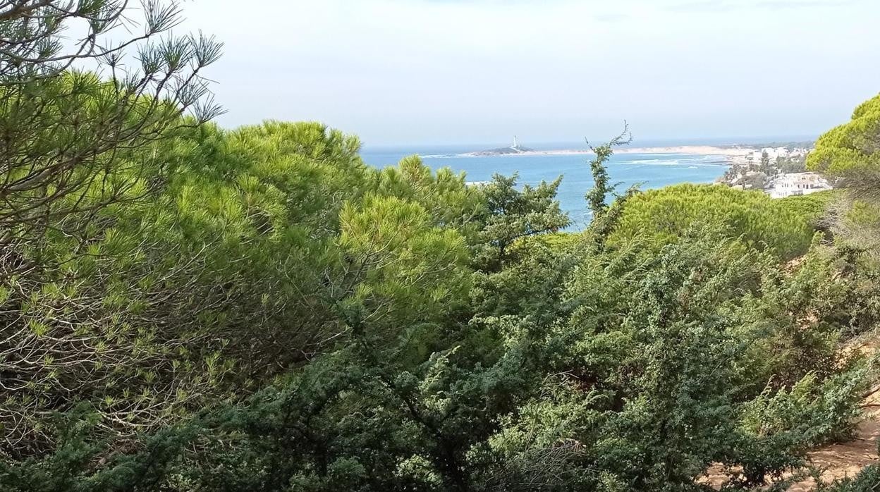 El Ayuntamiento de Barbate anuncia labores de mejora y mantenimiento en el Parque Natural