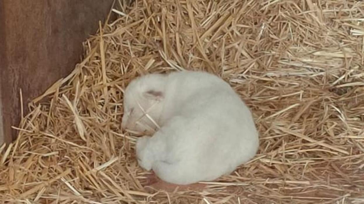 Imagen del primer león blanco nacido en cautividad que falleció al mes de vida por una hidrocefalia