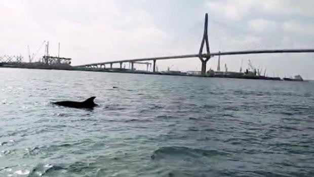 Vídeo: Las impresionantes imágenes de varios delfines por la Bahía de Cádiz