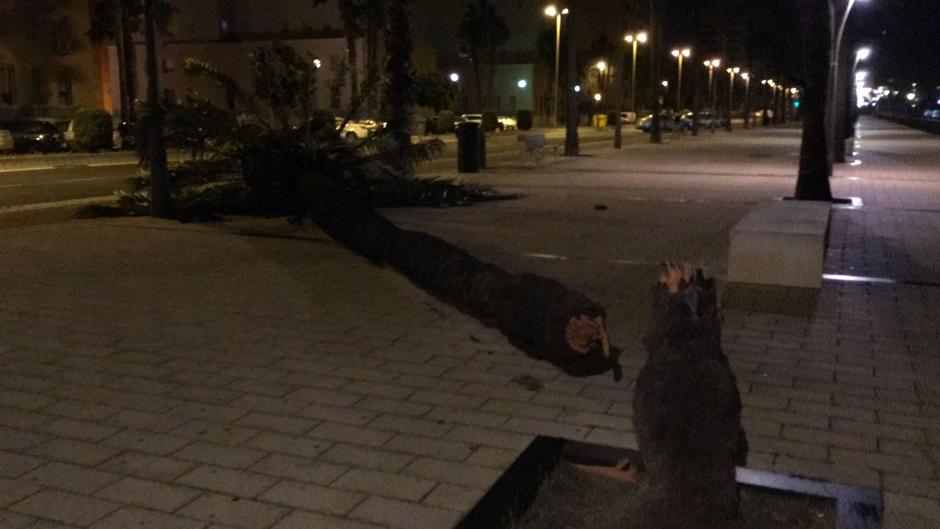 Vídeo: El fuerte viento de levante derriba dos palmeras en la capital gaditana