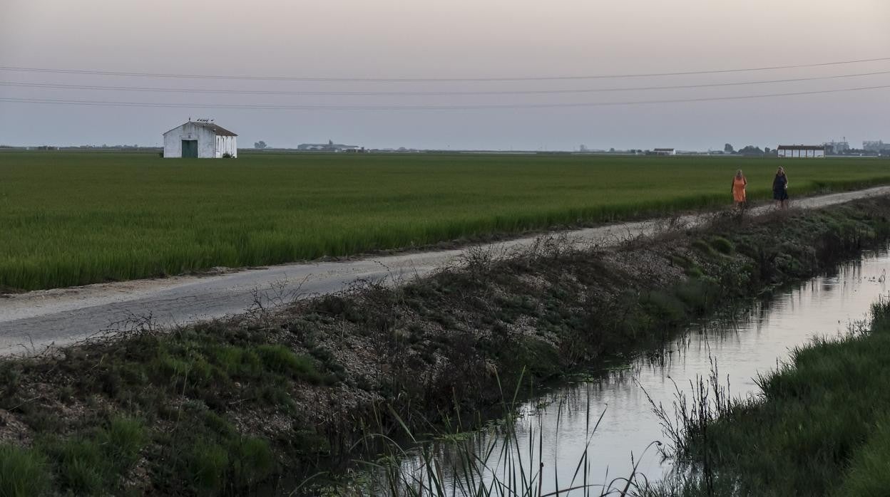 Zona de marismas de La Puebla del Río e Isla Mayor