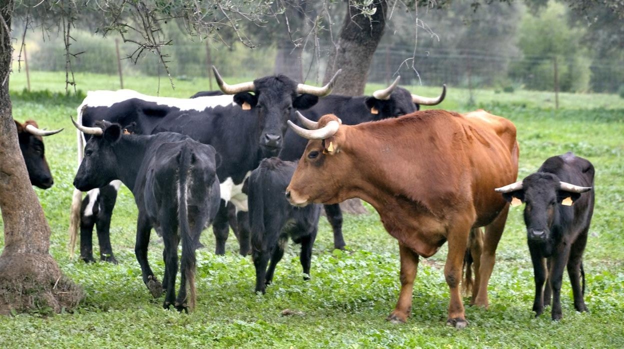 Toros de la ganadería del Marqués de Albaserrada, en Gerena