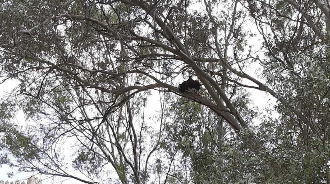 Bomberos de Arcos rescatan a un águila atrapado a nueve metros de altura en un eucalipto
