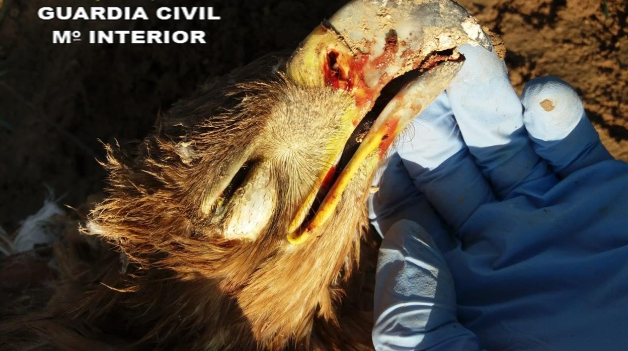 La cabeza del animal en una imagen tomada por la Guardia Civil tras su localización