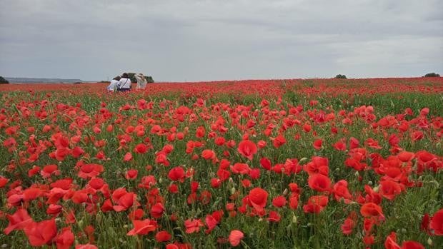 El maravilloso campo de amapolas en el que toda la provincia de Sevilla quiere fotografiarse