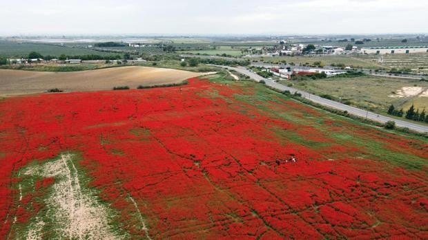 El «postureo» amenaza con destrozar la belleza de una plantación privada de amapolas en Alcalá de Guadaíra