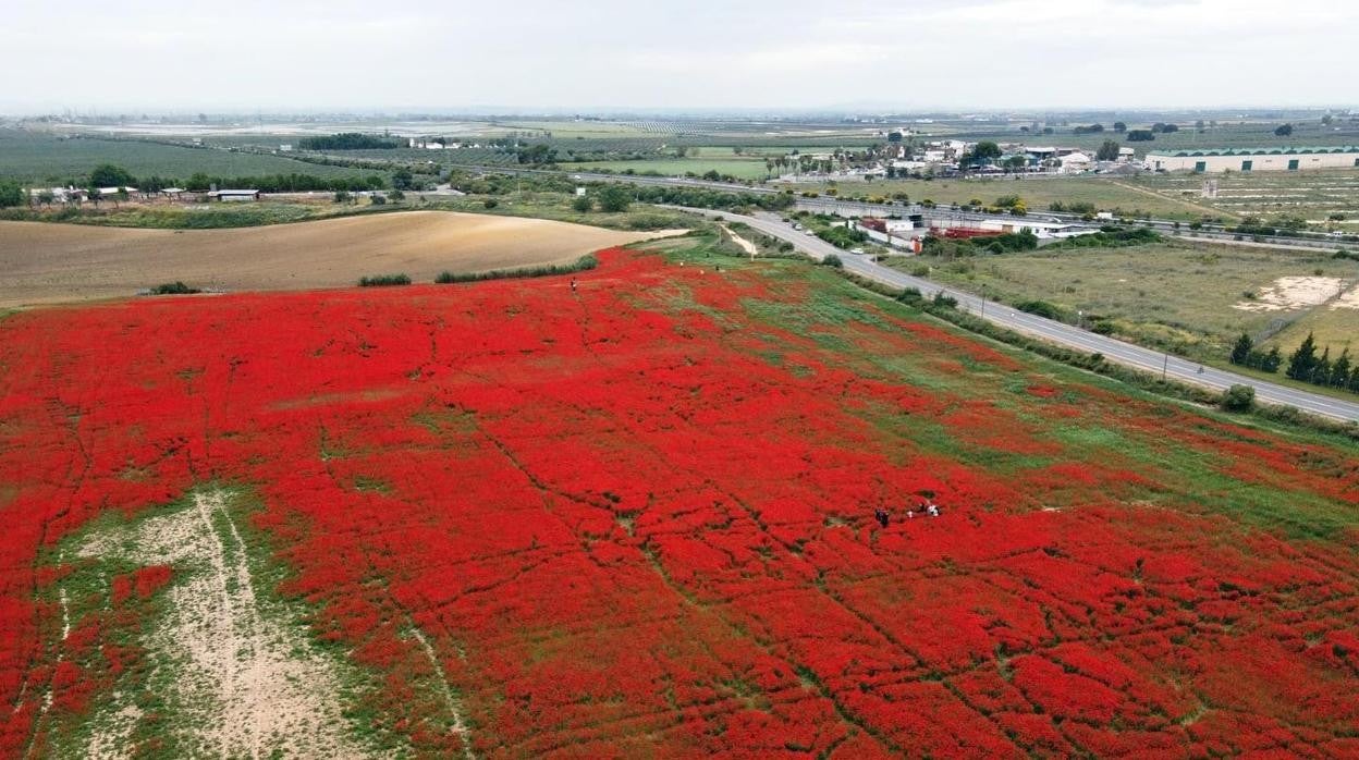 En esta imagen área se pueden apreciar los destrozos provocados en el ya famoso campo de amapolas