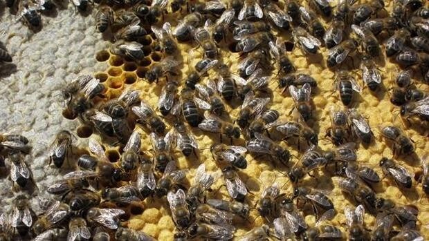 Lora del Río instala colmenas-trampa para la captura controlada de los enjambres de abejas