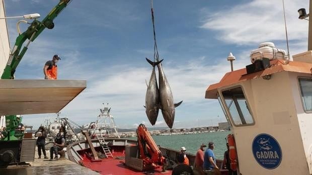 ¿Cómo es una levantá de atún rojo en Cádiz?