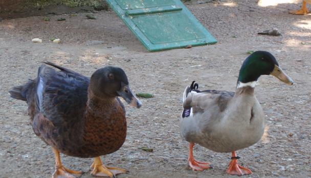 Trasladan siete patos del Parque Genovés a la reserva natural La Cañada de los Pájaros